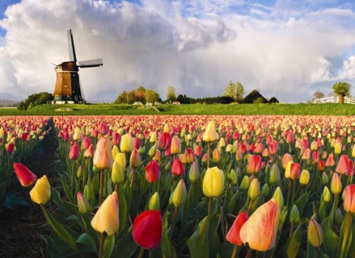 тюльпаны в голландии, голландия, тюльпаны, цветы, поле